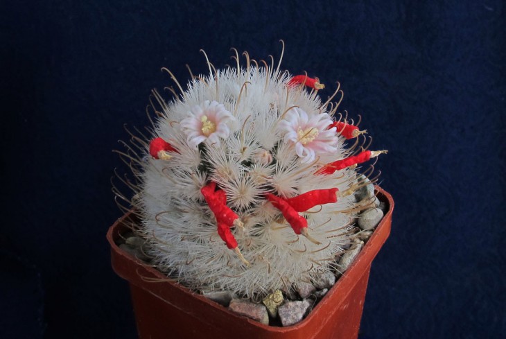 Mammillaria viescensis