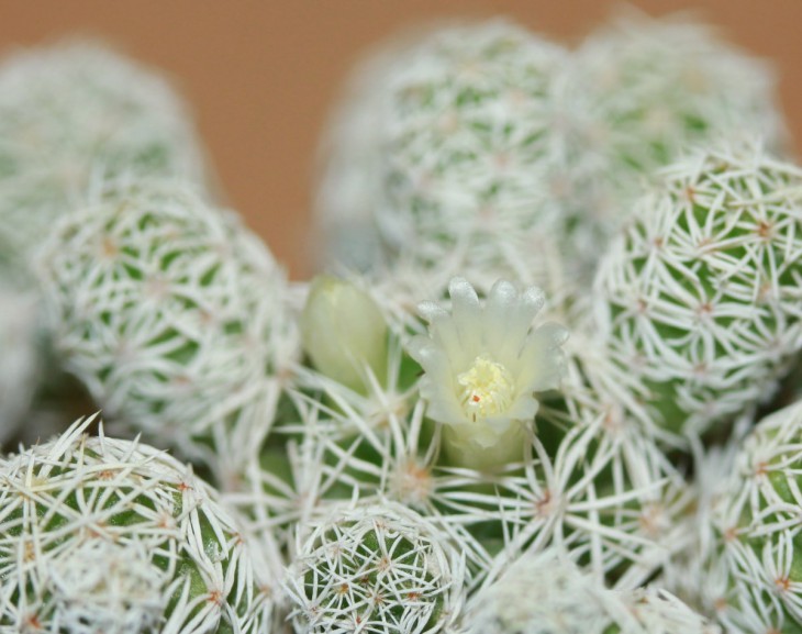 Mammillaria gracilis
