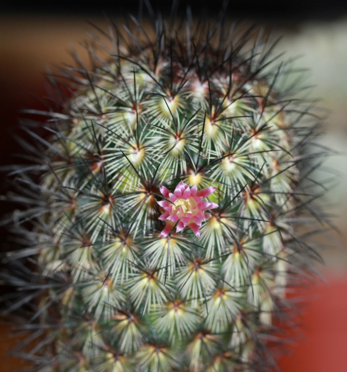 Mammillaria microhelia