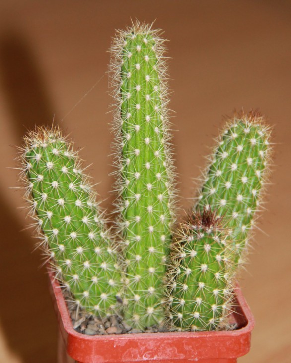 Arrojadoa horstiana