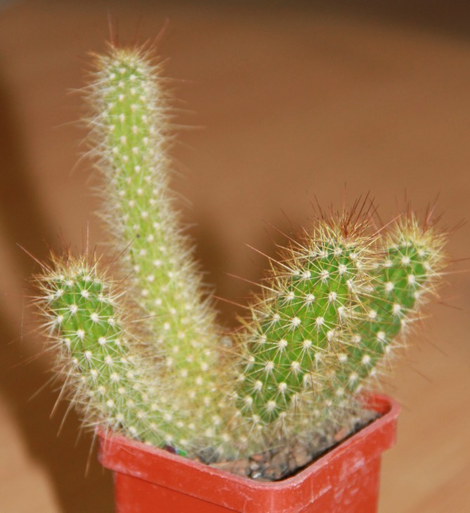 Arrojadoa rhodantha