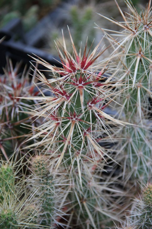 Corynopuntia stanlei kunzei