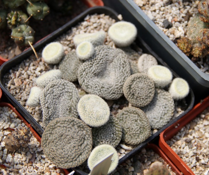 Puna clavaroides
