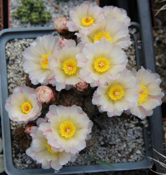 Puna bonniae