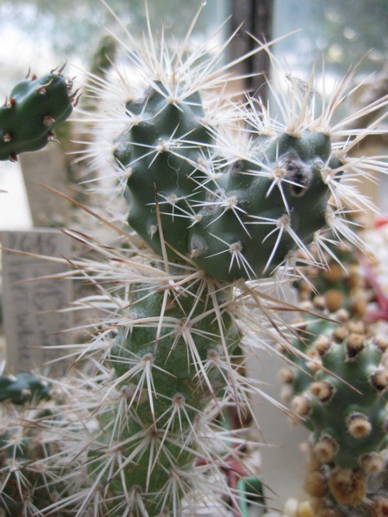 Tephrocactus alexanderi HPT White Spined form