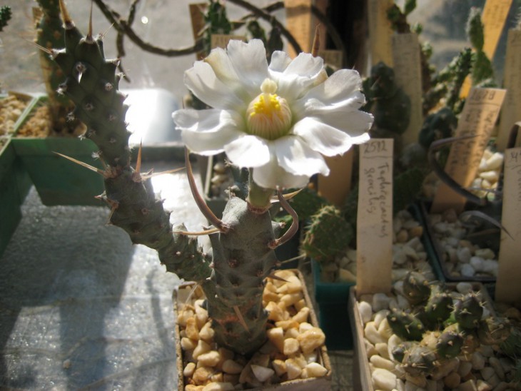 Tephrocactus articulatus