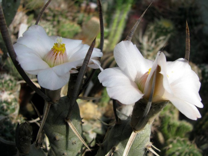 Tephrocactus articulatus v papirocanthus