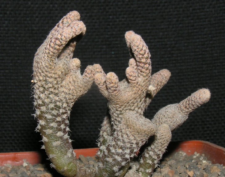 Puna clavarioides