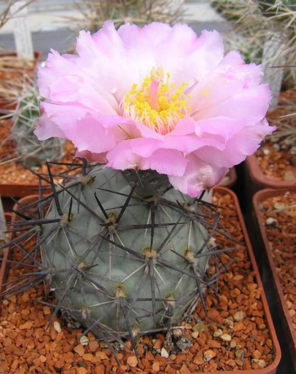 Tephrocactus alexanderi v.bruchii