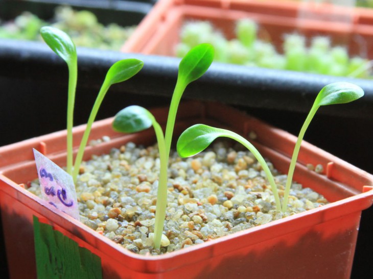 Ceropegia bulbosa