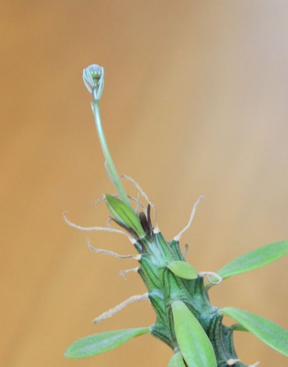 Senecio saginata