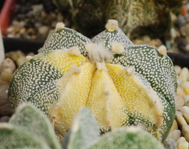 SI_V0001-6   A. CapAS variegata..jpg
