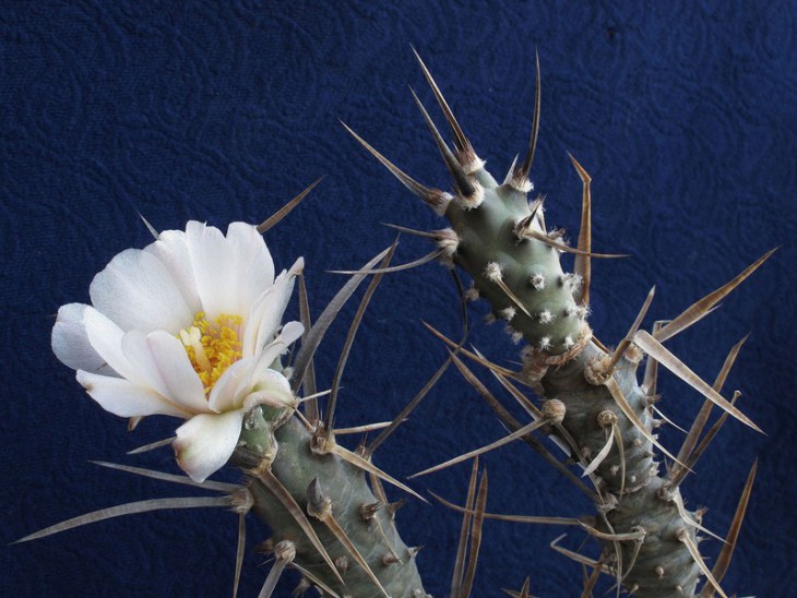 Tephrocactus articulatus