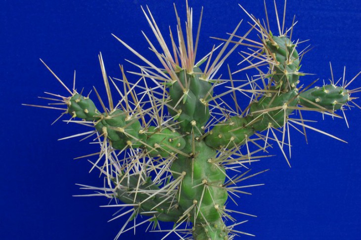 Cylindropuntia tunicata