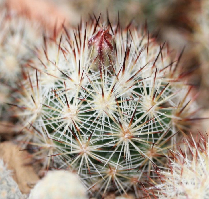 Escobaria robertii