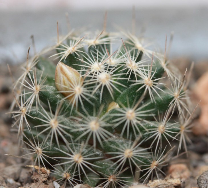 Mammillaria coahuilensis