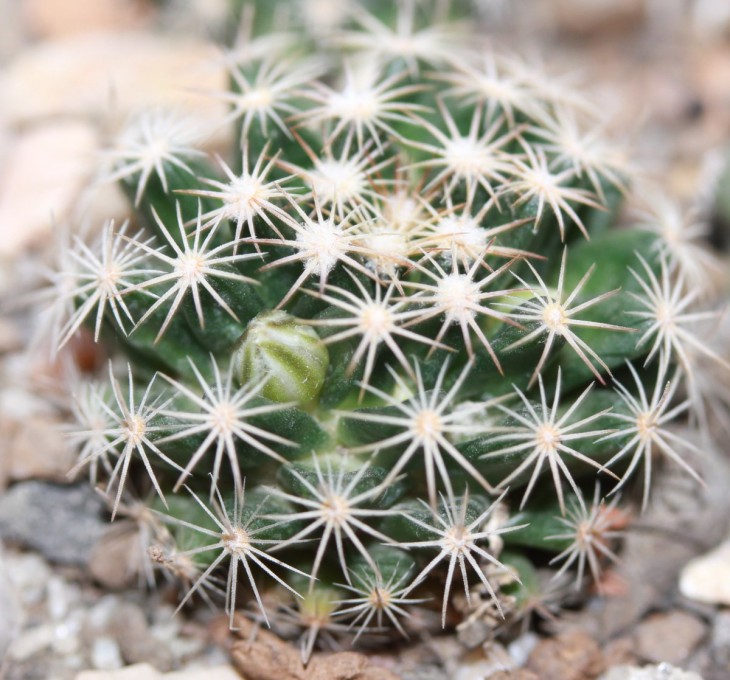 Mammillaria coahuilensis SB 699
