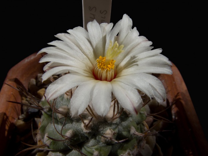 Strombocactus disciformis