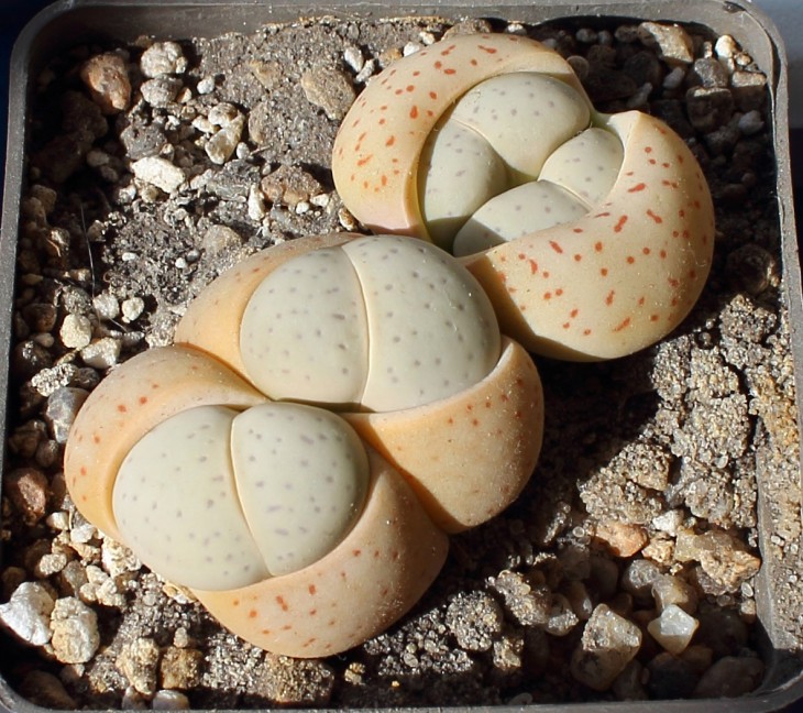 Dinteranthus vanzilii