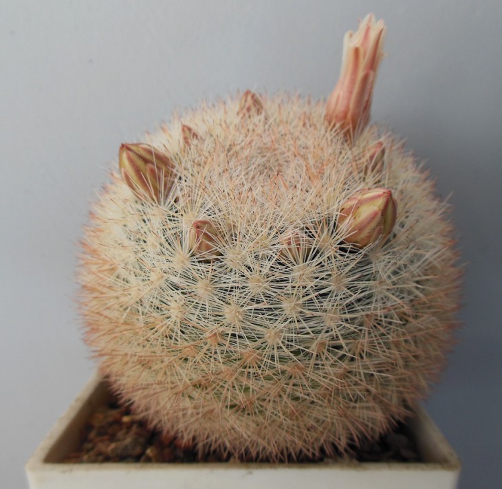 Mammillaria candida