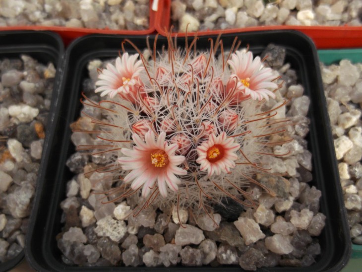 M.penispinosa