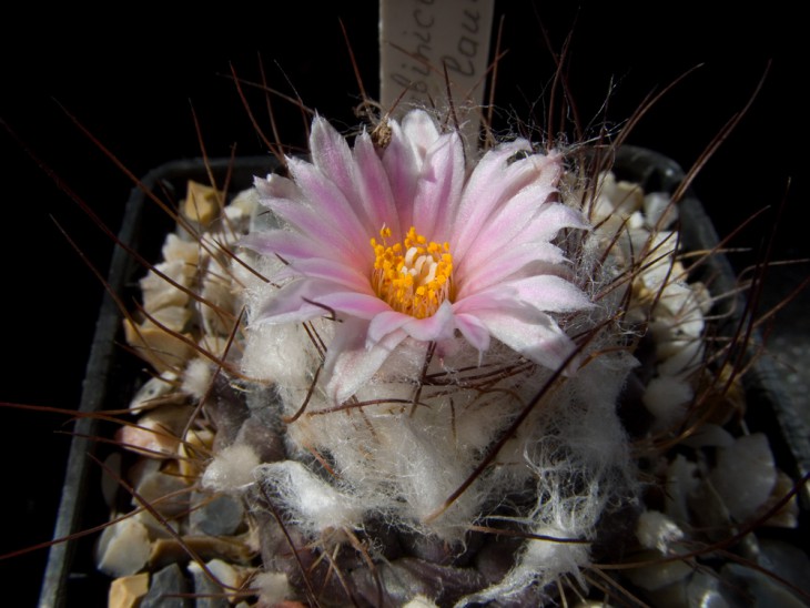 Turbinicarpus laui