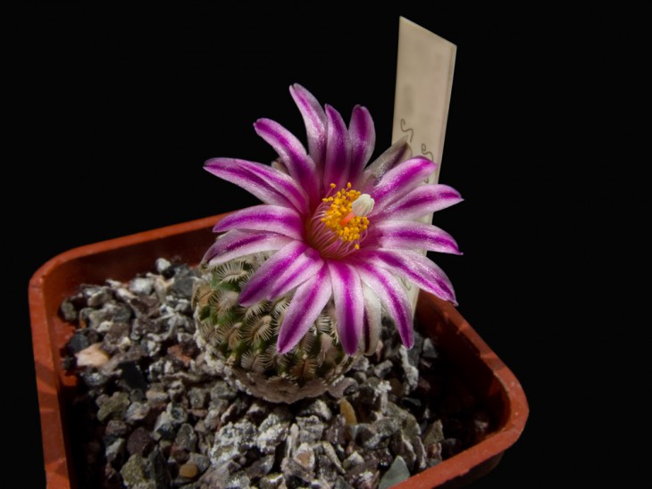 Turbinicarpus pulcherrimus