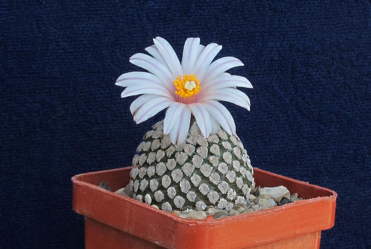 Turbinicarpus valdezianus