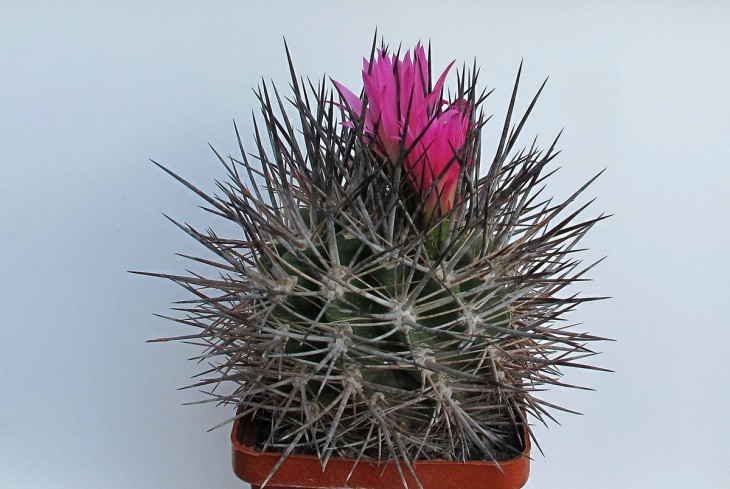 Neoporteria nigrihorrida
