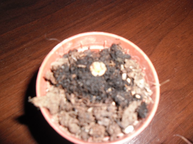 SAM_0438.JPG