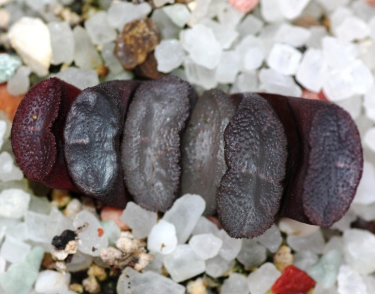 haworthia truncata.jpg
