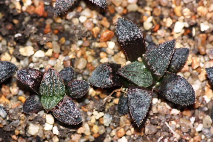 seedlings.jpg