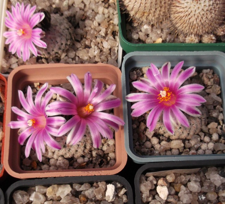 T.valdezianus