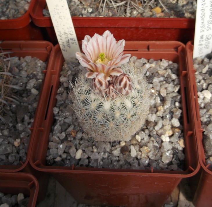 Echinomastus mariposensis
