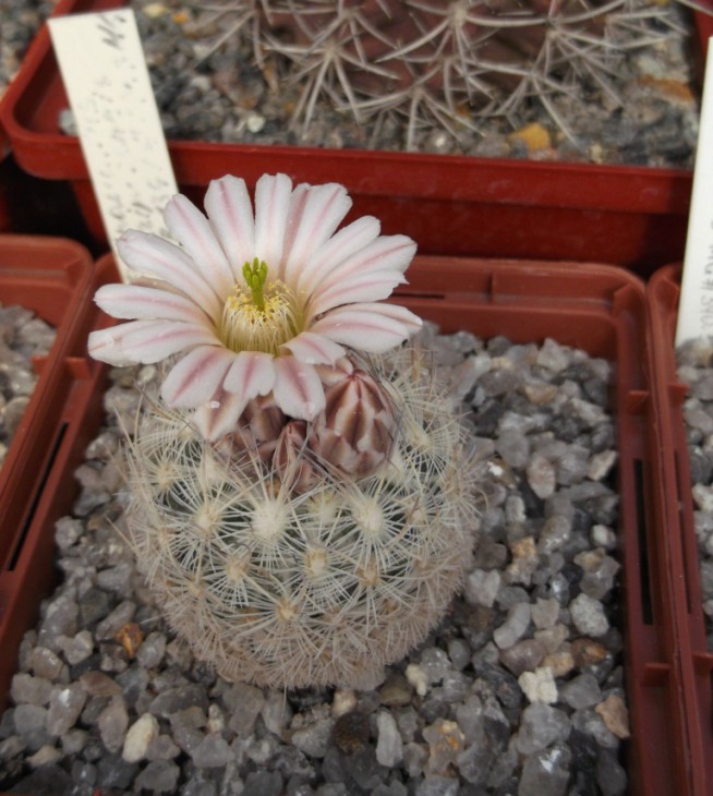 Echinomastus mariposensis