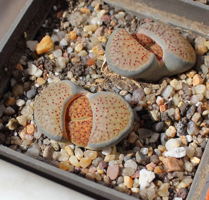 verruculosa v. verruculosa ..syn. inae..