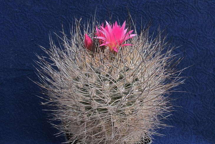Neoporteria villosa