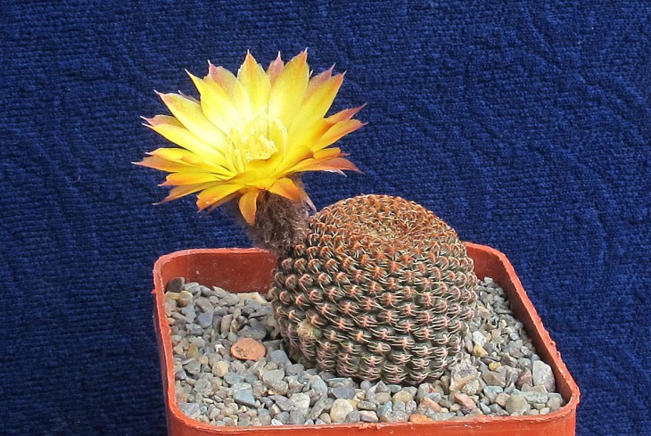 Reicheocactus reicheanus