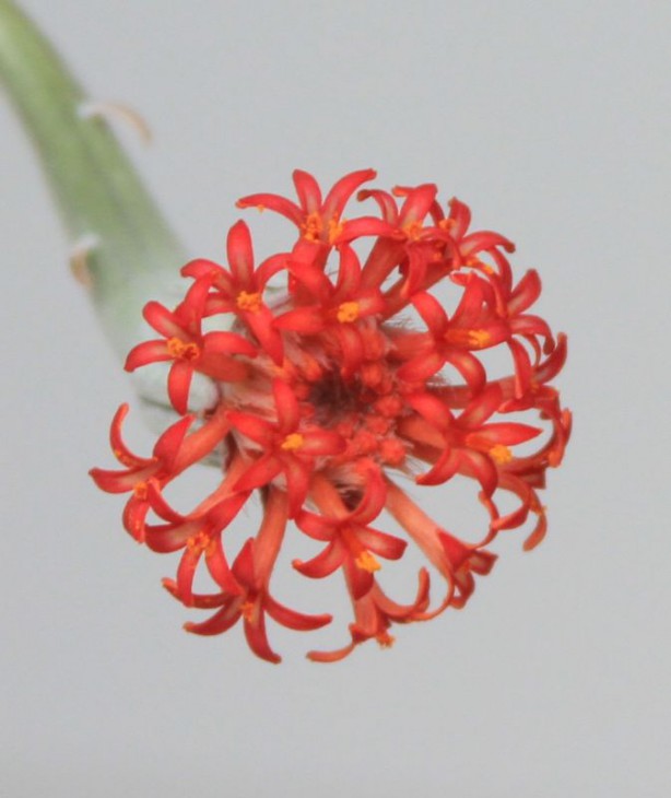 Senecio saginata