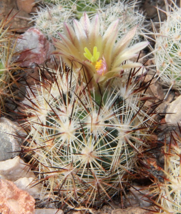 Escobaria robertii