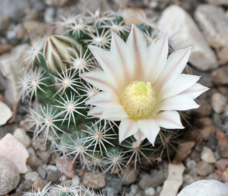 Mammillaria coahuilensis SB 699