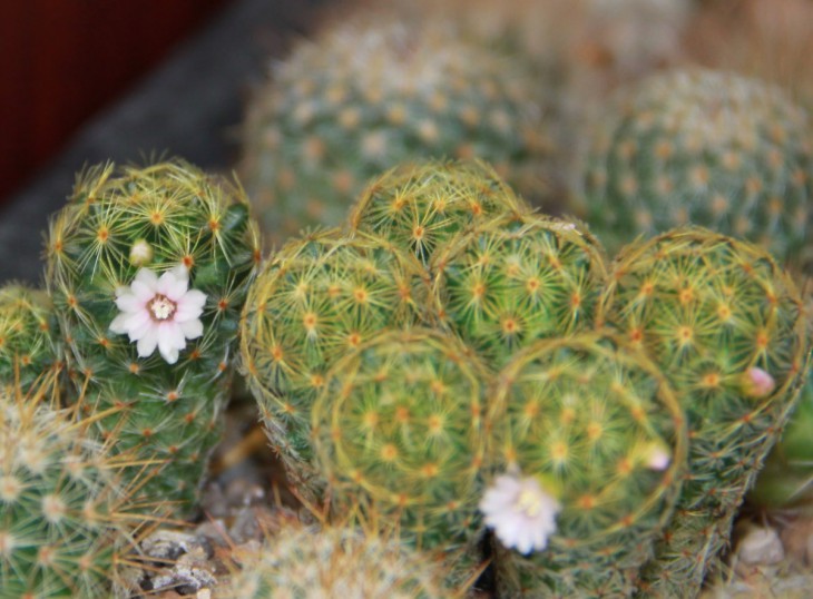 Mammillaria giselae ML677