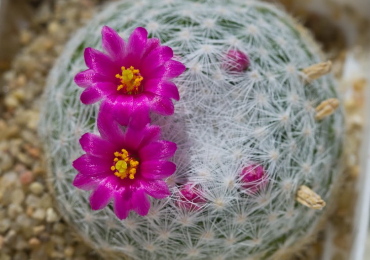 Mammillaria humboldtii