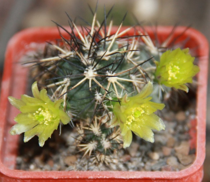 Echinocereus davisii