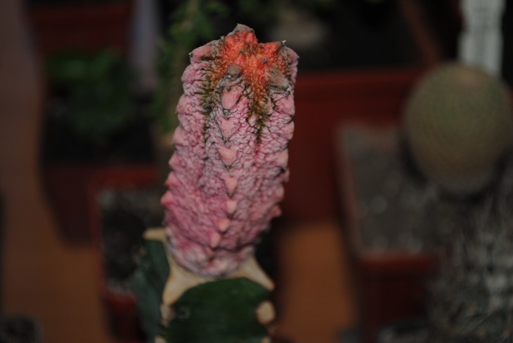 DSC_7166.JPG