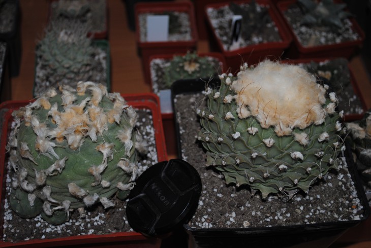 DSC_7172.JPG