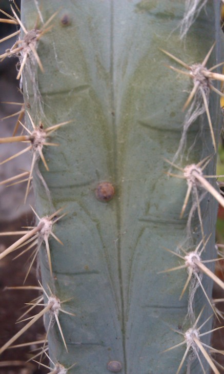 IMAG2930.jpg