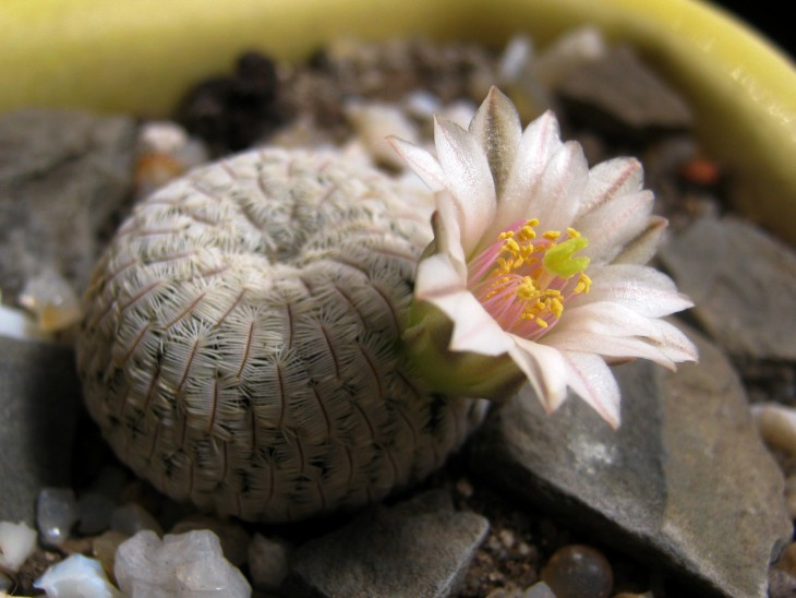 Mammillaria pectinifera