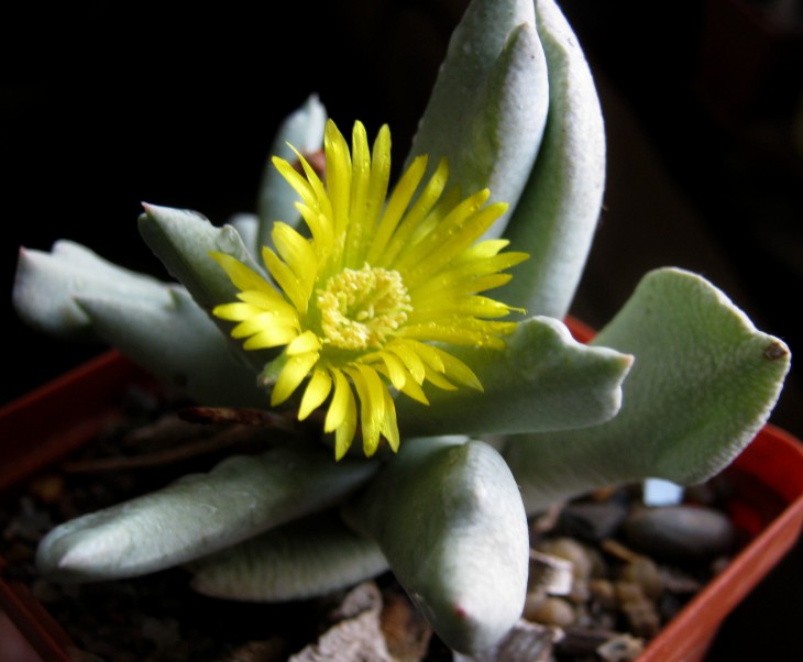 Schwantesia borcherdsii