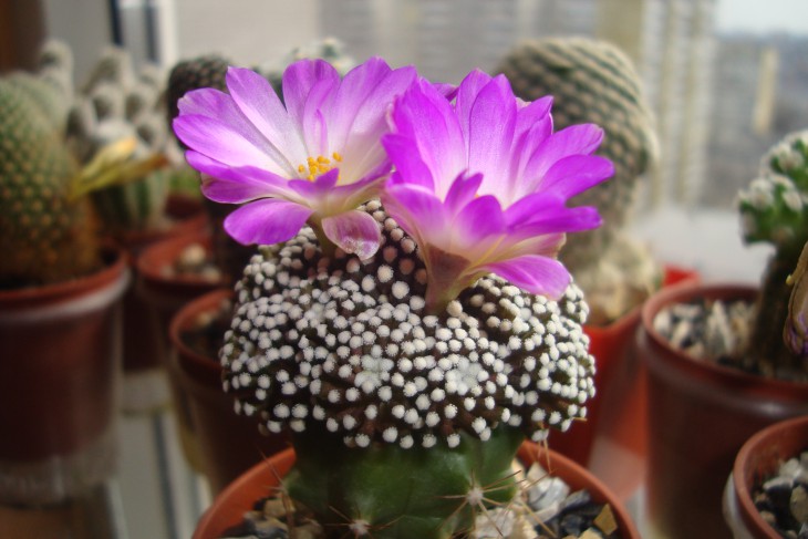 M. luethyi